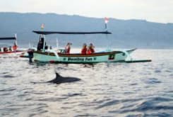 Bali Dolphin Tour