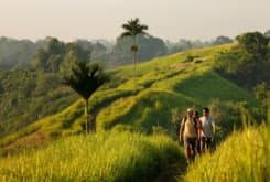 Bali Jungle Trekking